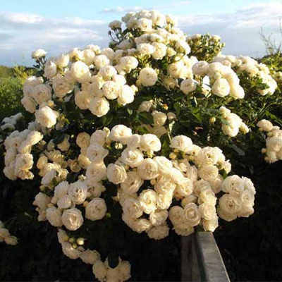 Роза Артемис (Artemis) штамб Tantau, фото 1