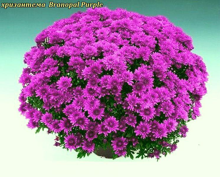 Хризантема Branopal Purple (Бранопал Пурплі). Мультифлора розсада