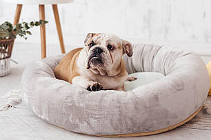 Лежак для собаки або кішки Bublyk Menthol 45x12 см