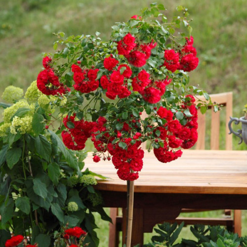 Роза Старлет Роуз Натали (Starlet Rose Natalie) штамб Tantau, фото 1