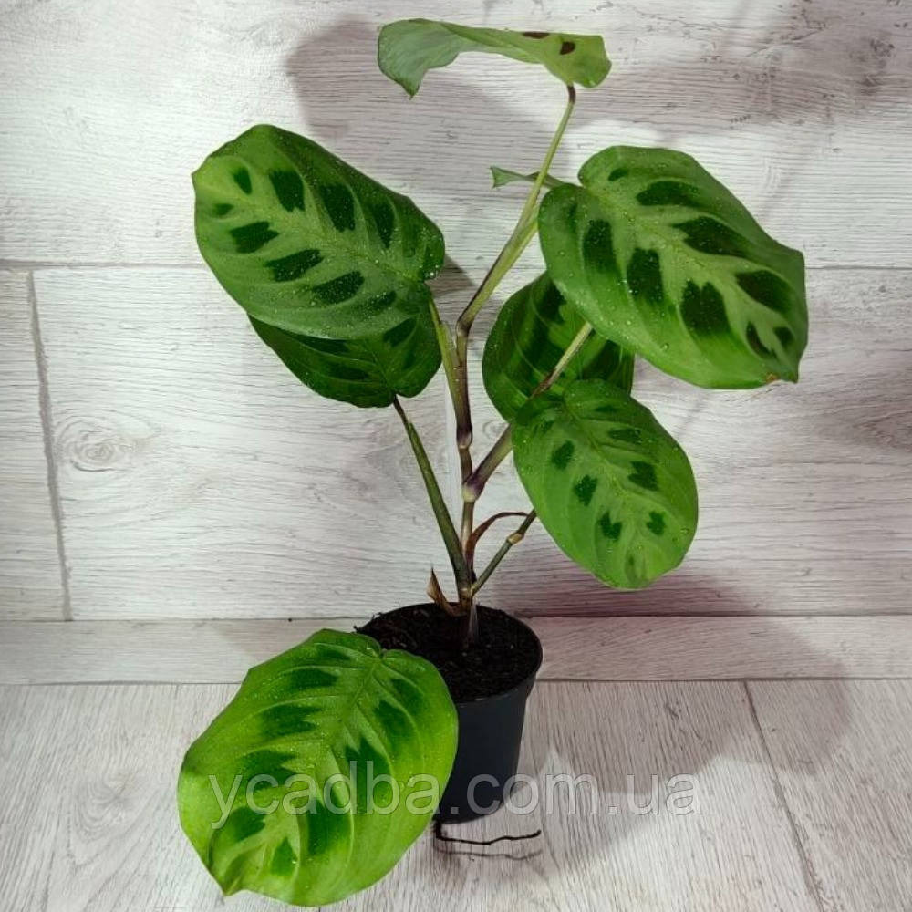 Маранта Керховена, фото 1