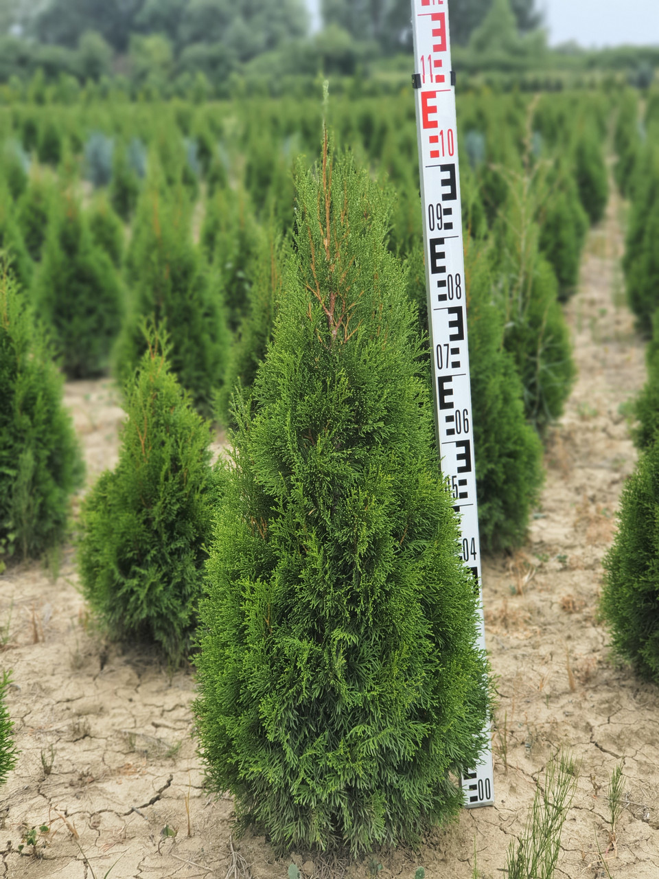 Туя західна Смарагд (Thuja occidentalis Smaragd) екстра 100+ cм.