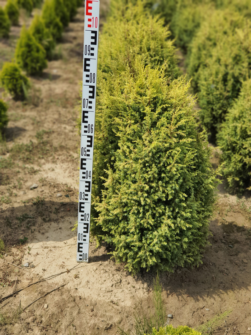 Ялівець звичайний Голд Кон (Juniperus communis Gold Cone) 80-100 cm. (формовані)