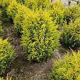 Ялівець звичайний Голд Кон (Juniperus communis Gold Cone) 80-100 cm. (формовані), фото 3