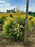 Ялівець звичайний Голд Кон (Juniperus communis Gold Cone) 80-100 cm. (формовані), фото 5