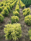 Ялівець звичайний Голд Кон (Juniperus communis Gold Cone) 80-100 cm. (формовані), фото 4