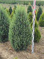 Ялівець звичайний Хіберніка (Juniperus communis Hibernica) 110-120 cm.