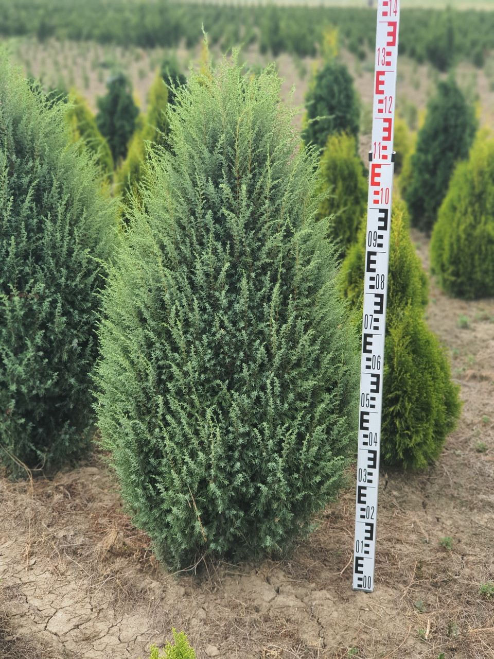 Ялівець звичайний Хіберніка (Juniperus communis Hibernica) 110-120 cm.