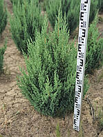 Ялівець китайський Стрікта (Juniperus chinensis Stricta) 130-140 cm.