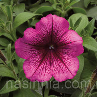 Petunia grandiflora F1 Петунія Eagle Plum Vein (сливова) 100 драже