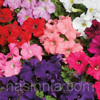 Petunia grandiflora F1 Петунія Eagle Mix 250 драже