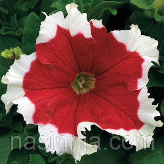 Petunia grandiflora Фрост Фаєр 50 драже, фото 1