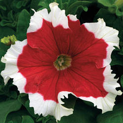 Petunia grandiflora Фрост Фаєр 50 драже