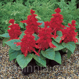 Salvia splendens Сальвія Сальса Скарлет 50 насінин