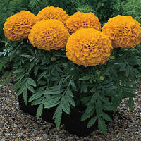 Tagetes erecta Чорнобривці Антігуа Оранж 10 насінин