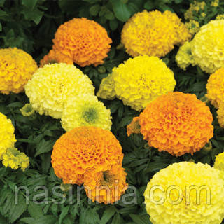 Tagetes erecta Чорнобривці Антігуа Мікс 10 насінин