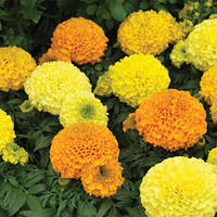 Tagetes erecta Чорнобривці Антігуа Микс 10 насінин