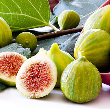 Π‘Π°Π΄ΠΆΠ°Π½ΡΡ ΡΠ½ΠΆΠΈΡΡ ΠΠ°ΠΊΠ°Π²ΠΊΠ°Π·ΡΠΊΠΈΠΉ Π·Π΅Π»Π΅Π½ΠΈΠΉ (Transcaucasian Green) - ΡΠ΅ΠΌΠΎΠ½ΡΠ°Π½ΡΠ½ΠΈΠΉ, ΡΠ°ΠΌΠΎΠΏΠ»ΠΎΠ΄ΠΎΠ²ΠΈΠΉ, ΡΠΎΠ»ΠΎΠ΄ΠΊΠΈΠΉ