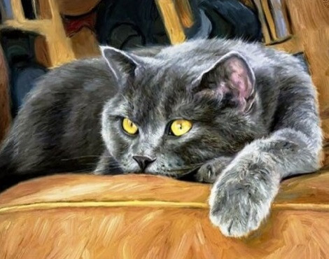 Діамантова мозаїка Сонний кіт My-Art TN921 (30 x 40 см) на підрамнику