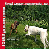 1кг Спортивний ігровий газон DogGrass з білою мікро конюшиною 50%, фото 2