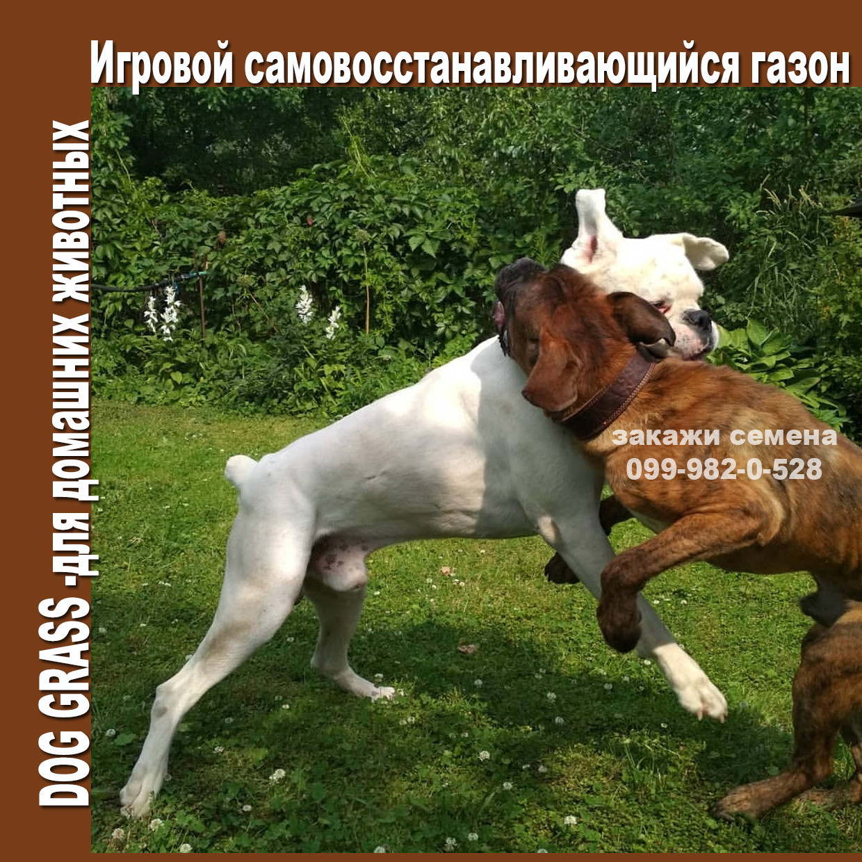 1кг Спортивний ігровий газон DogGrass з білим мікро конюшиною 50%
