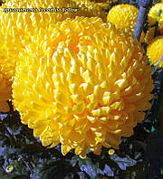 Хризантема Creamiest Yellow великоквіткова, розсада