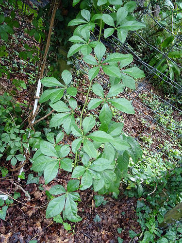 Купить Женьшень Корейский семена, цена 115 ₴ — Prom.ua (ID#1566302136)