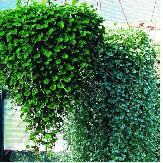 Семена Дихондра ИЗУМРУДНАЯ И СЕРЕБРИСТАЯ (Аэлита) 2 в одном 0.025г ...