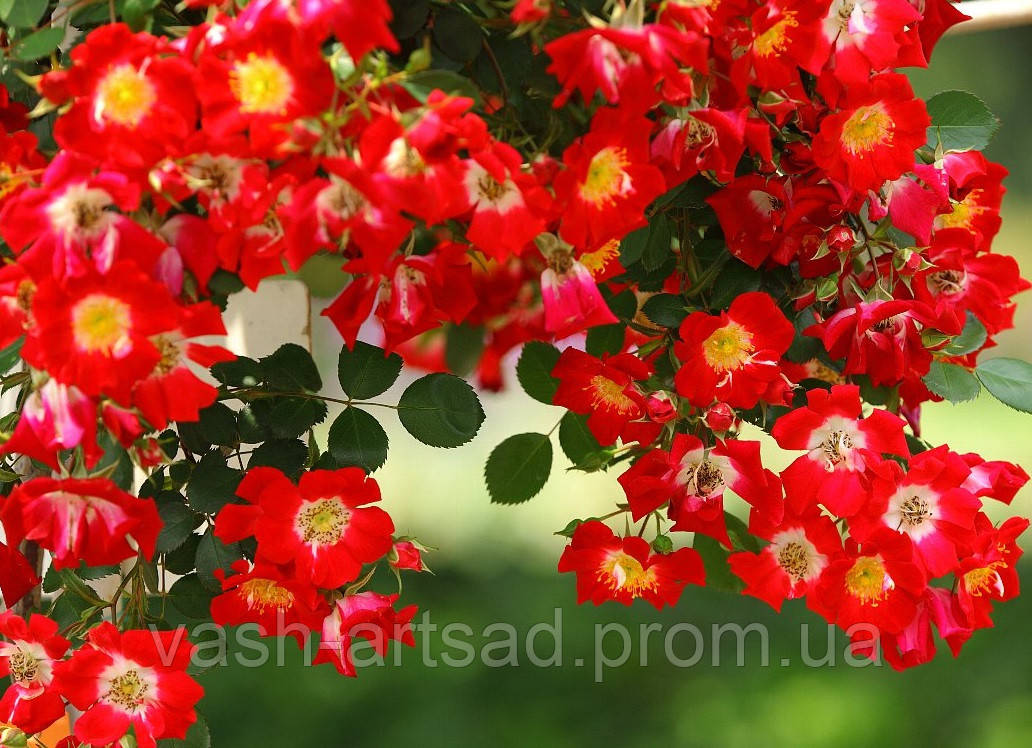 Ред Мейдиленд - Руж Меяндекор - (Red Meidiland, Rouge Meillandecor)