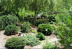 Ялинки низькорослі