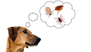 Засоби від бліх і кліщів