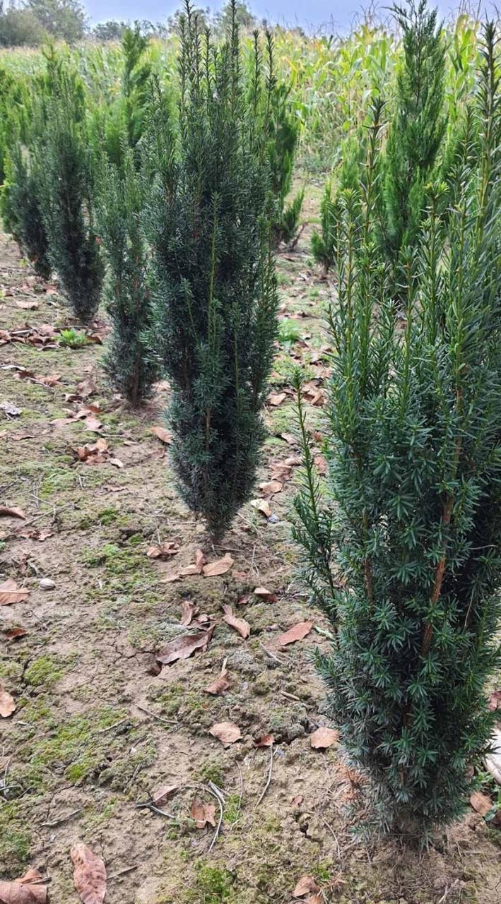 Ялівець китайський Стрікта (Juniperus chinensis Stricta) 80-90 cm.