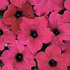 Petunia grandiflora Петунія ампельна сурфінія Даймонд Парлі F1 50 драже, фото 2
