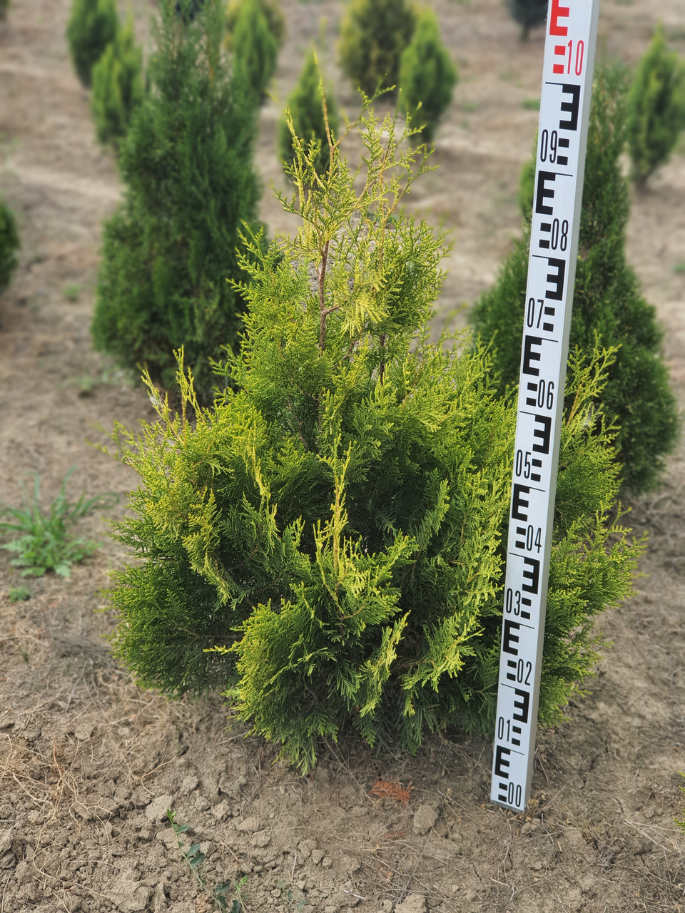 Туя західна Голден Брабант (Thuja occidentalis Golden Brabant) 80-90 cm.