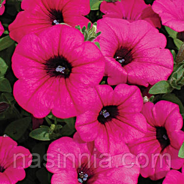 Petunia grandiflora Петунія ампельна сурфінія Парпл Вельвет F1 50 драже