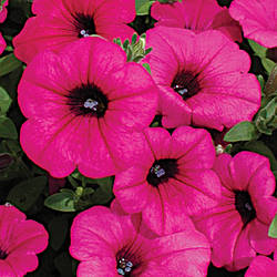 Petunia grandiflora Петунія ампельна сурфінія Парпл Вельвет F1 50 драже