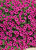 Petunia grandiflora Петунія ампельна сурфінія Парпл Вельвет F1 50 драже, фото 3