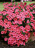 Petunia grandiflora Петунія ампельна сурфінія Салмон Вельвет F1 50 драже, фото 3