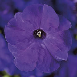 Petunia grandiflora Петунія Трітунія Blue (синя) 1000 драже