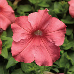 Petunia grandiflora Трітунія Мікс 1000 драже