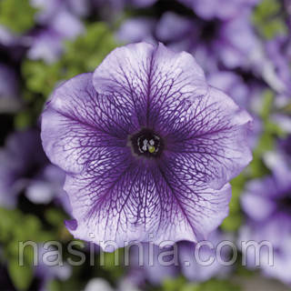 Petunia grandiflora Петунія Трітуния Блу Вейнед 1000 драже