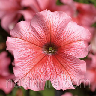 Petunia grandiflora Петунія Трітунія Салмон Вейнед 1000 драже