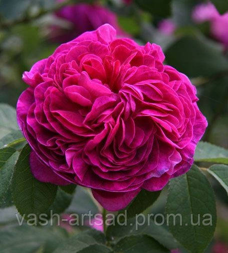 Чарльз Де Міллз (Charles de Mills), фото 1