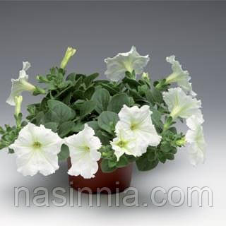 Petunia grandiflora Петунія Трітунія Фреш Вайт (біла) 1000 драже