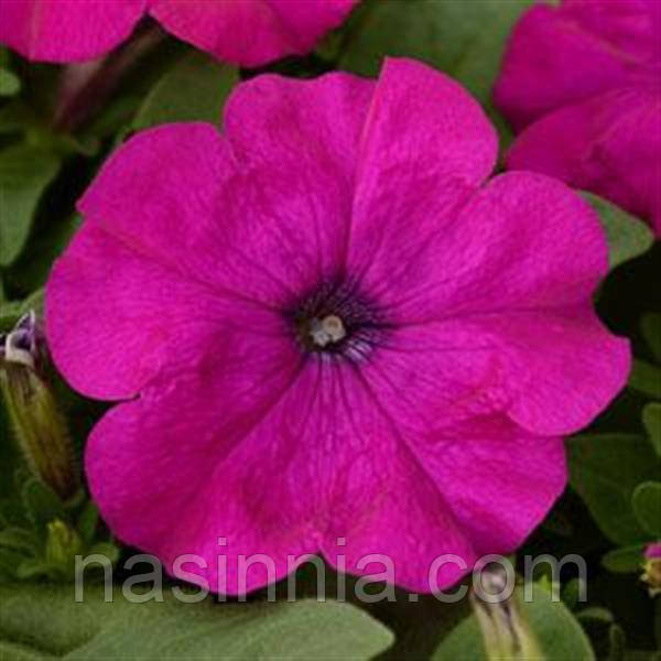 Petunia grandiflora Трітунія Мікс 1000 драже