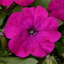 Petunia grandiflora Трітунія Мікс 1000 драже