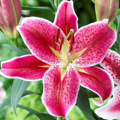 Лілія тигрова орієнтальна Deep Impact цибулини 10 шт., фото 1