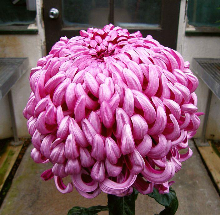 Хризантема Palmisad Pink (Палісад рожевий) одноголова. великобарвна