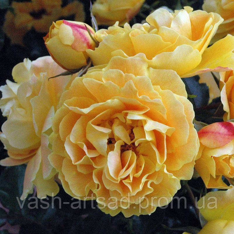 Лиззи   (Starlet Rose Lizzy)