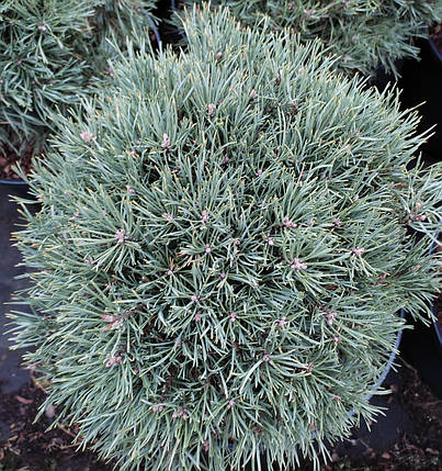 Сосна на штамбі Френшам / h 80-95 / Pinus sylvestris Frensham, фото 2